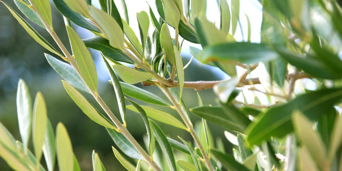 The benefits of taking Olive Leaf